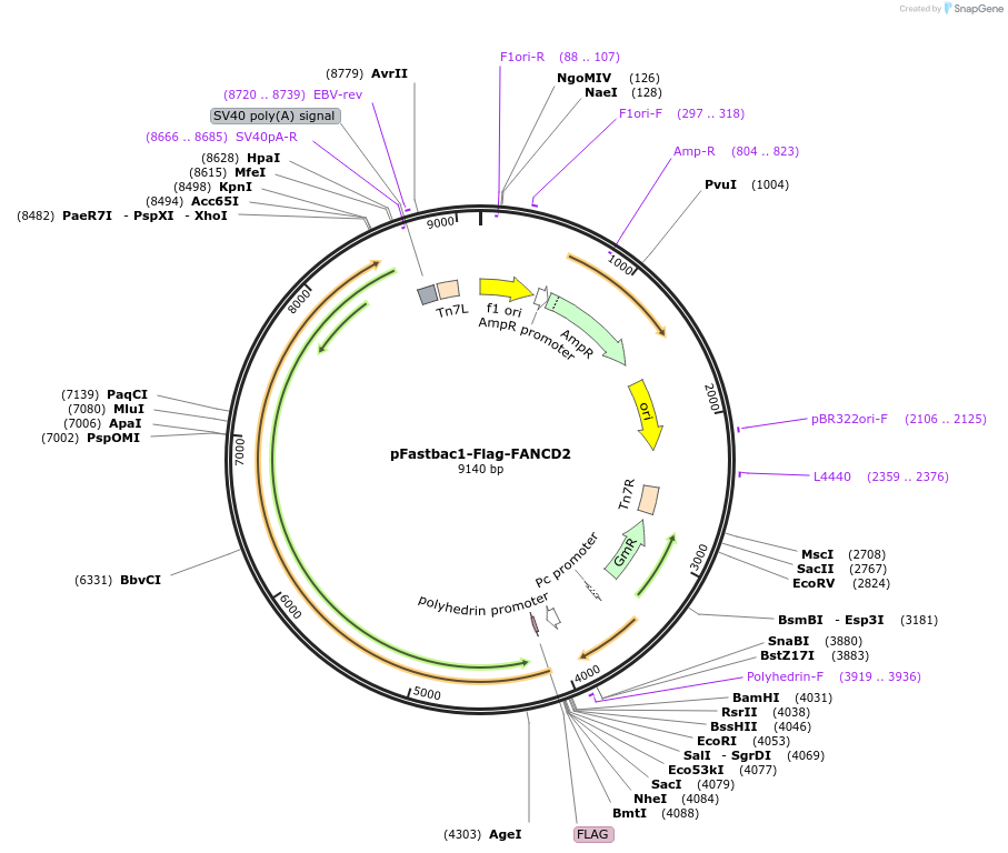 134904-plasmid-map-sequence-id-275985