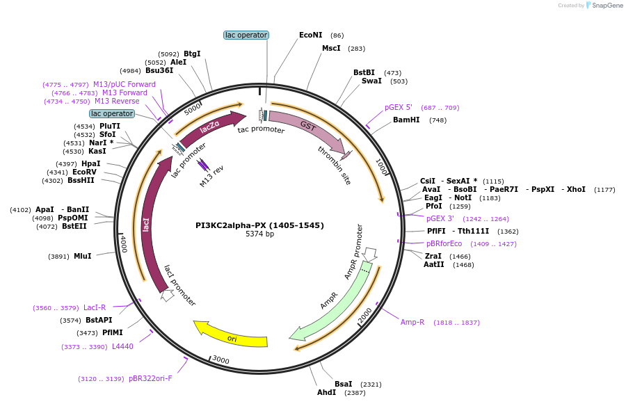 119119-plasmid-map-sequence-id-275986