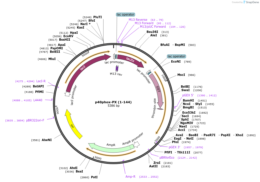 119123-plasmid-map-sequence-id-275987