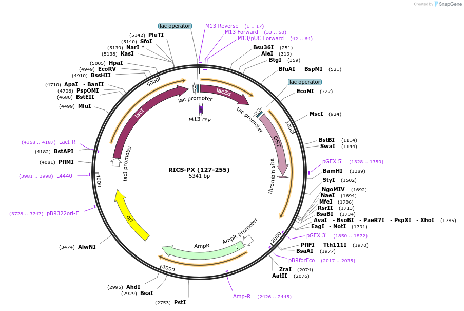 119126-plasmid-map-sequence-id-275993
