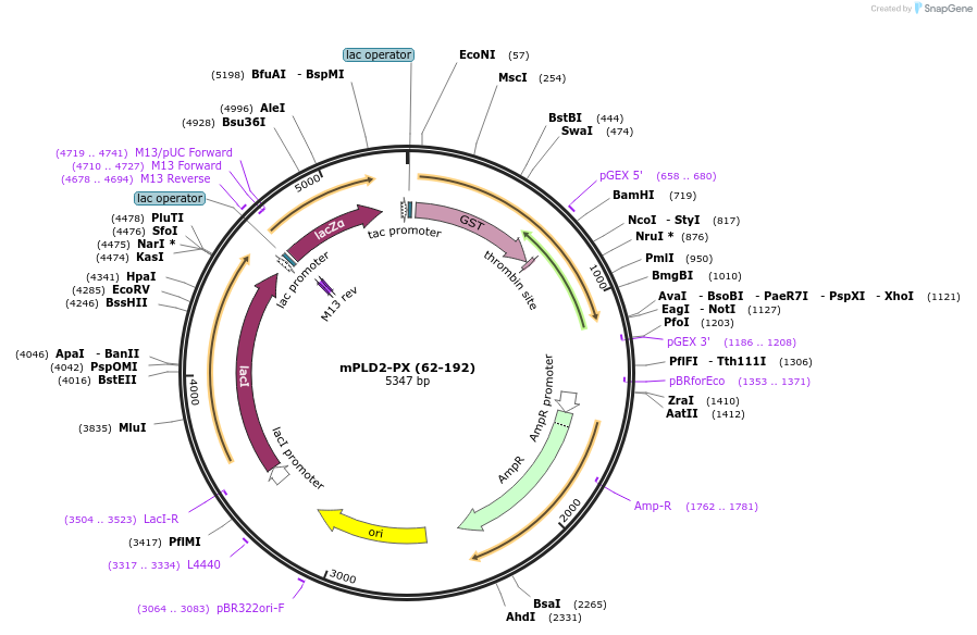 119128-plasmid-map-sequence-id-275994