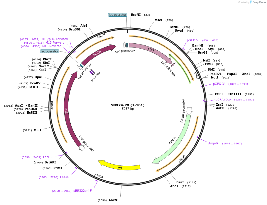 119103-plasmid-map-sequence-id-275997