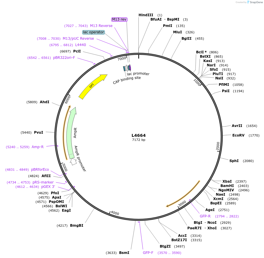 1666-plasmid-map-sequence-id-276