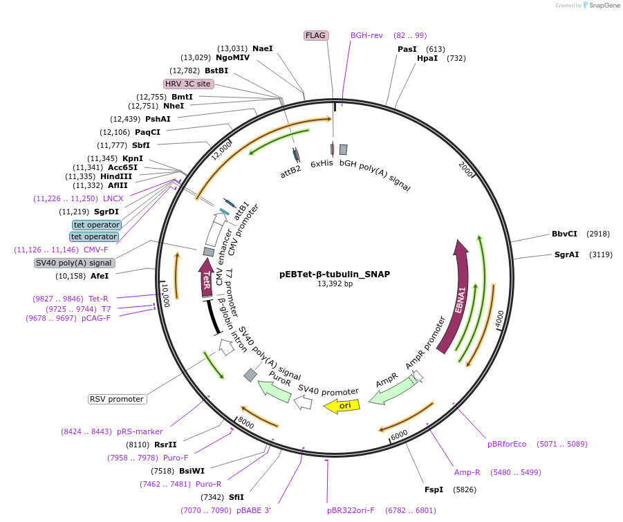 136831-plasmid-map-sequence-id-276007