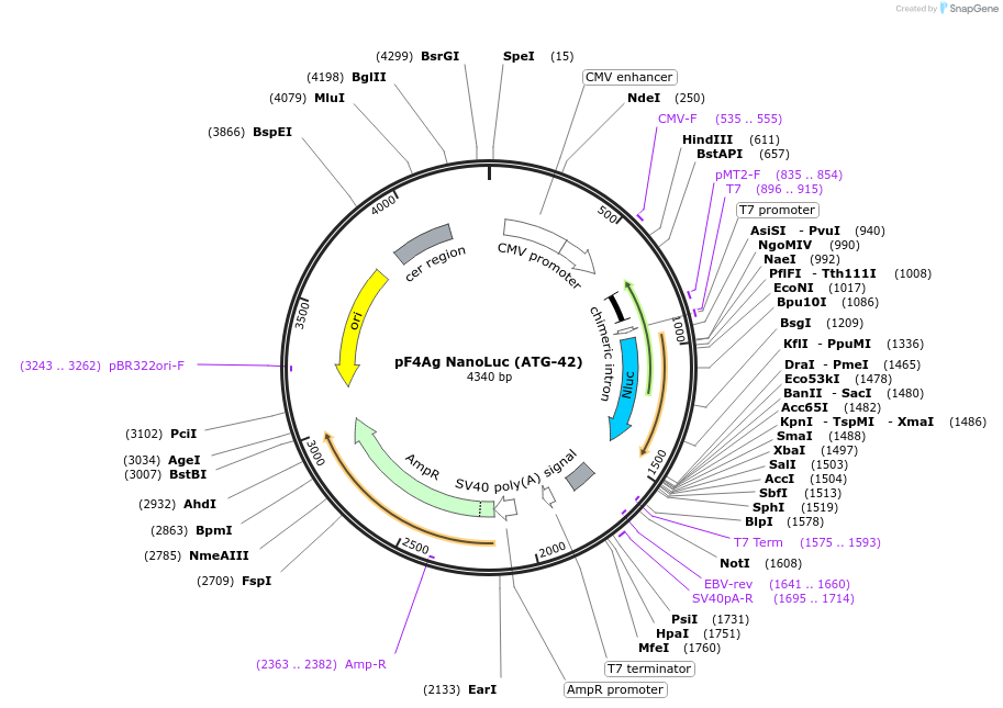 137777-plasmid-map-sequence-id-276018