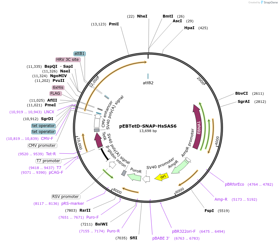 136790-plasmid-map-sequence-id-276025