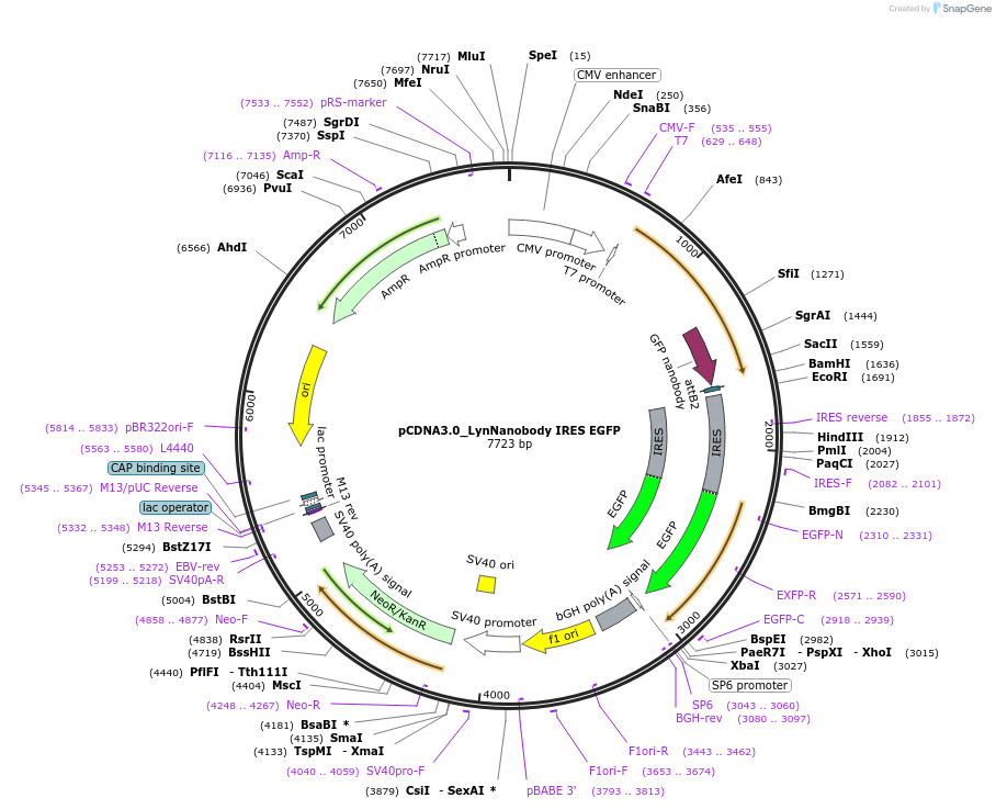 136624-plasmid-map-sequence-id-276037