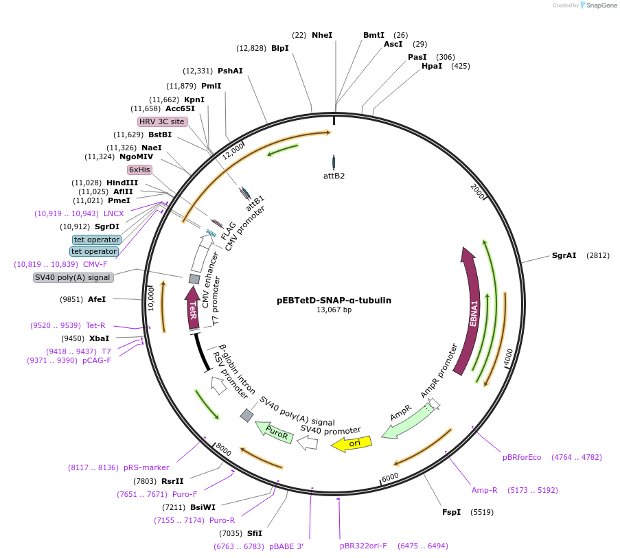 136792-plasmid-map-sequence-id-276038