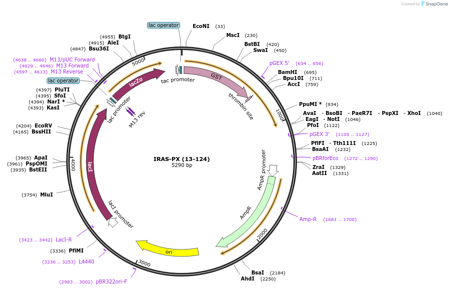 119118-plasmid-map-sequence-id-276101