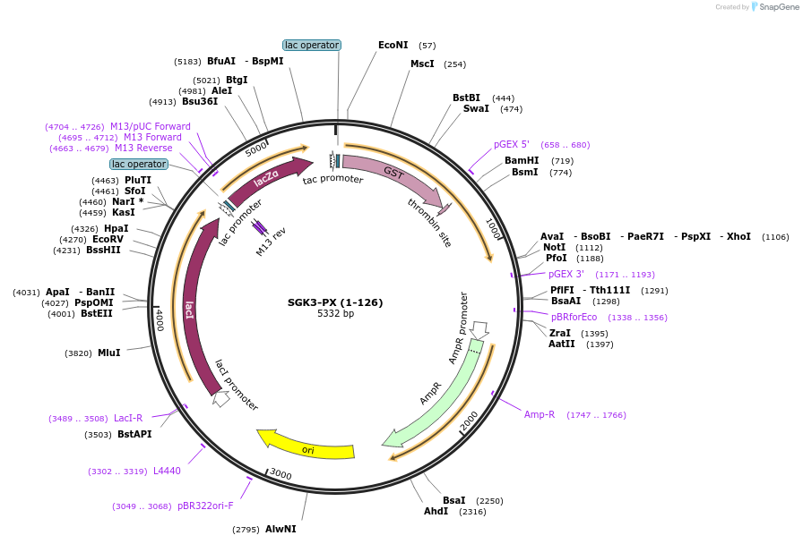 119117-plasmid-map-sequence-id-276105