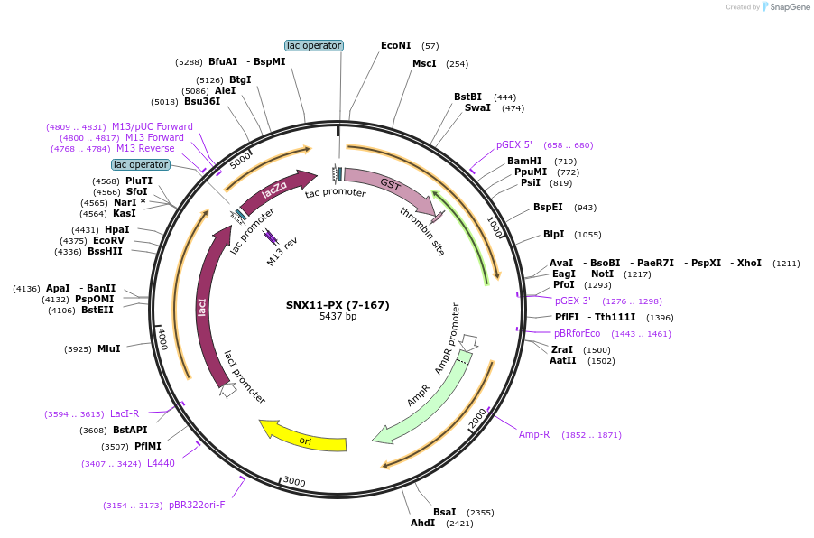 119092-plasmid-map-sequence-id-276109