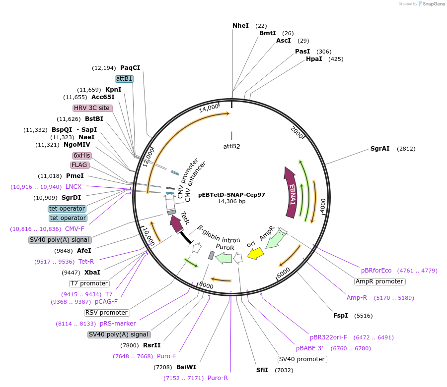 136801-plasmid-map-sequence-id-276131
