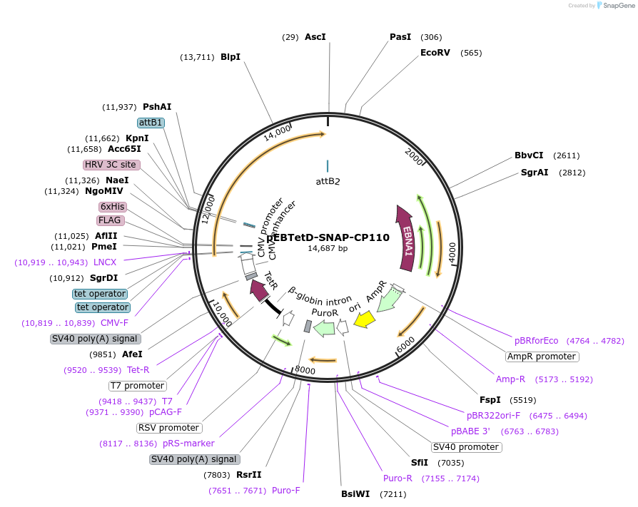 136803-plasmid-map-sequence-id-276132