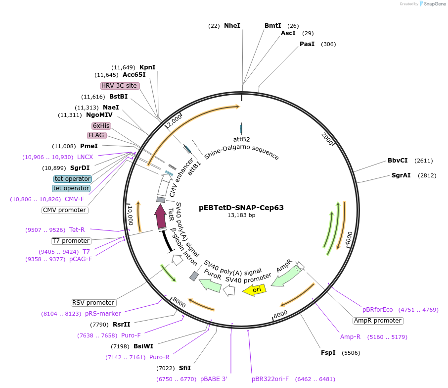 136812-plasmid-map-sequence-id-276165