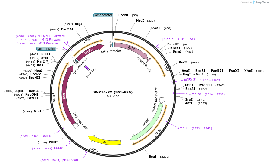 119095-plasmid-map-sequence-id-276174