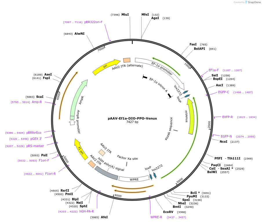 139505-plasmid-map-sequence-id-276175