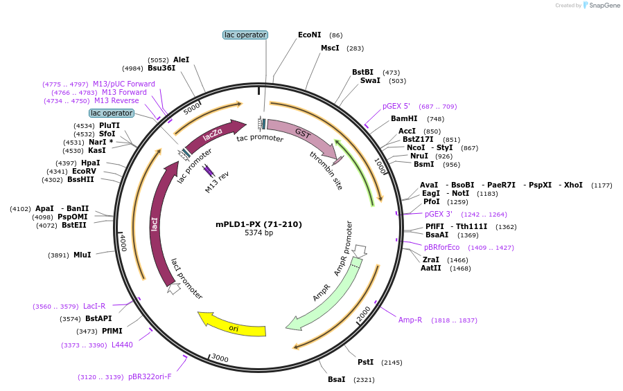 119127-plasmid-map-sequence-id-276176