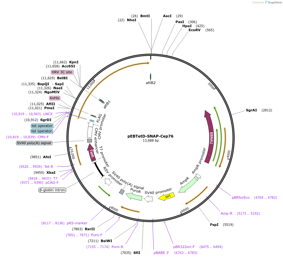 136814-plasmid-map-sequence-id-276177
