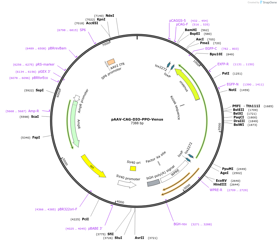 139504-plasmid-map-sequence-id-276180