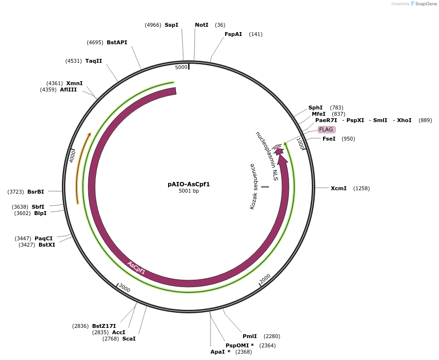 137846-plasmid-map-sequence-id-276193