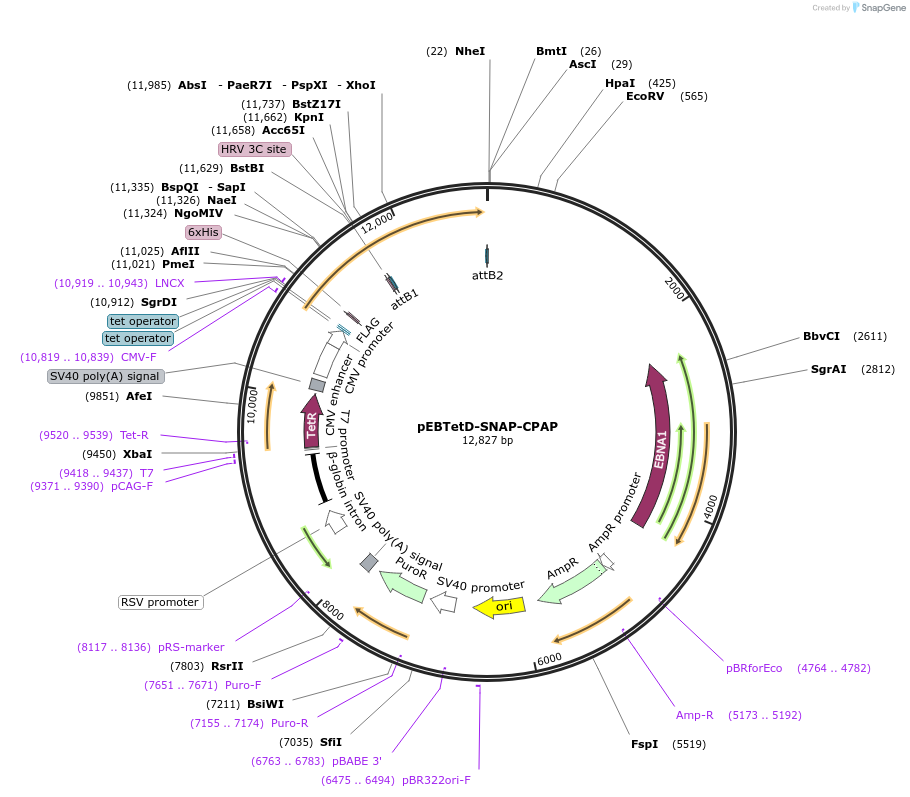 136816-plasmid-map-sequence-id-276196