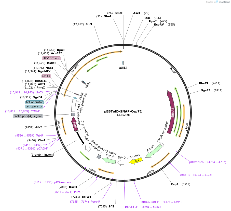 136820-plasmid-map-sequence-id-276212