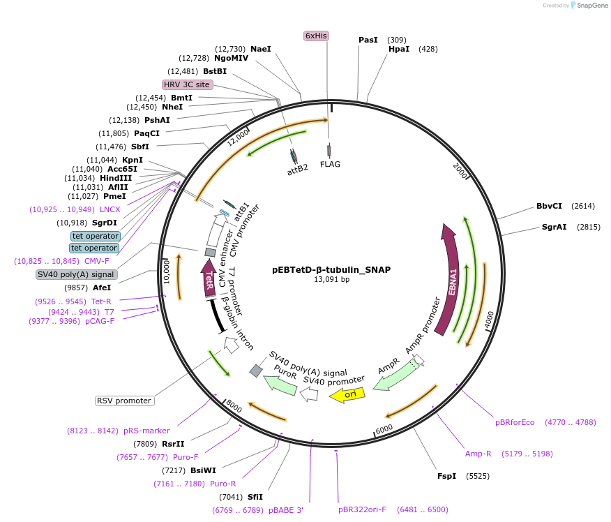 136832-plasmid-map-sequence-id-276229
