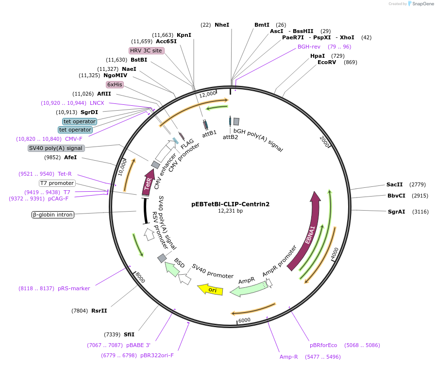 136833-plasmid-map-sequence-id-276244