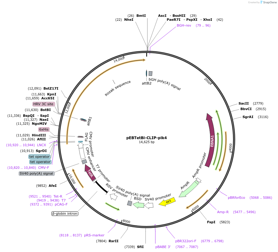 136837-plasmid-map-sequence-id-276272