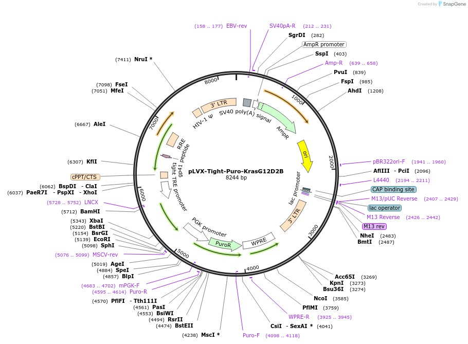 139786-plasmid-map-sequence-id-276273