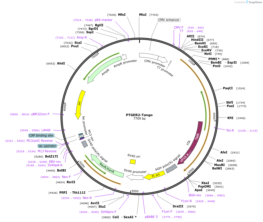 66484-plasmid-map-sequence-id-276276