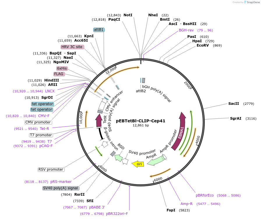 136843-plasmid-map-sequence-id-276281