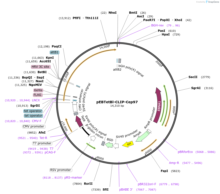 136849-plasmid-map-sequence-id-276290