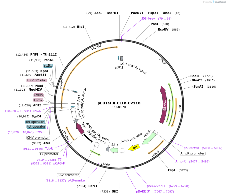 136851-plasmid-map-sequence-id-276291