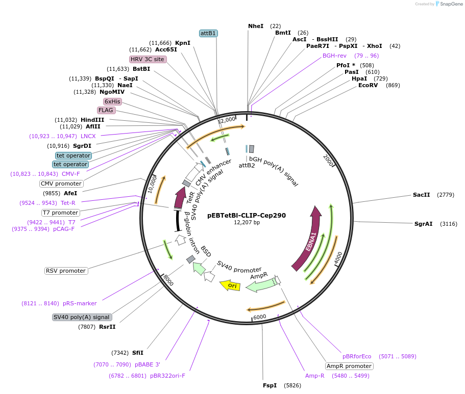 136853-plasmid-map-sequence-id-276292