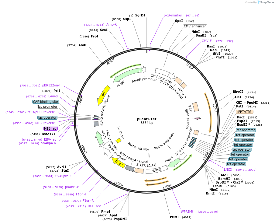 138086-plasmid-map-sequence-id-276295