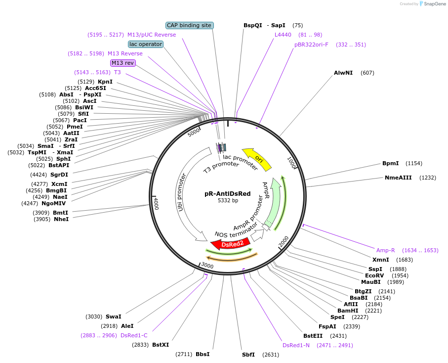 139678-plasmid-map-sequence-id-276296