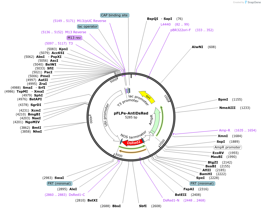 139676-plasmid-map-sequence-id-276300
