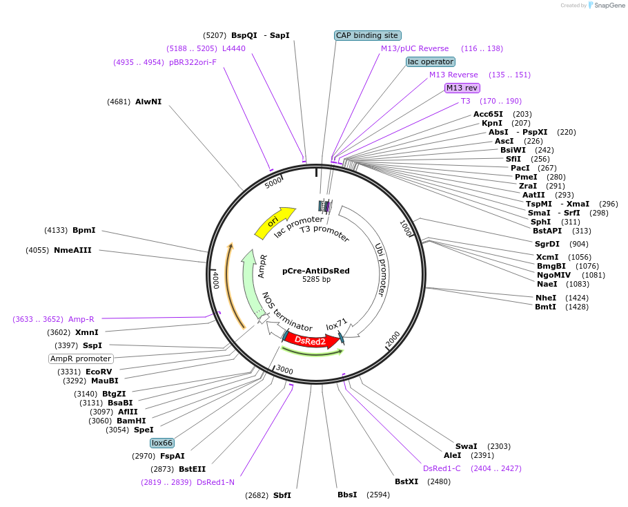 139674-plasmid-map-sequence-id-276305