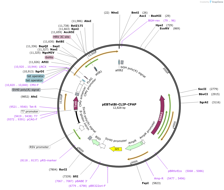 136864-plasmid-map-sequence-id-276308