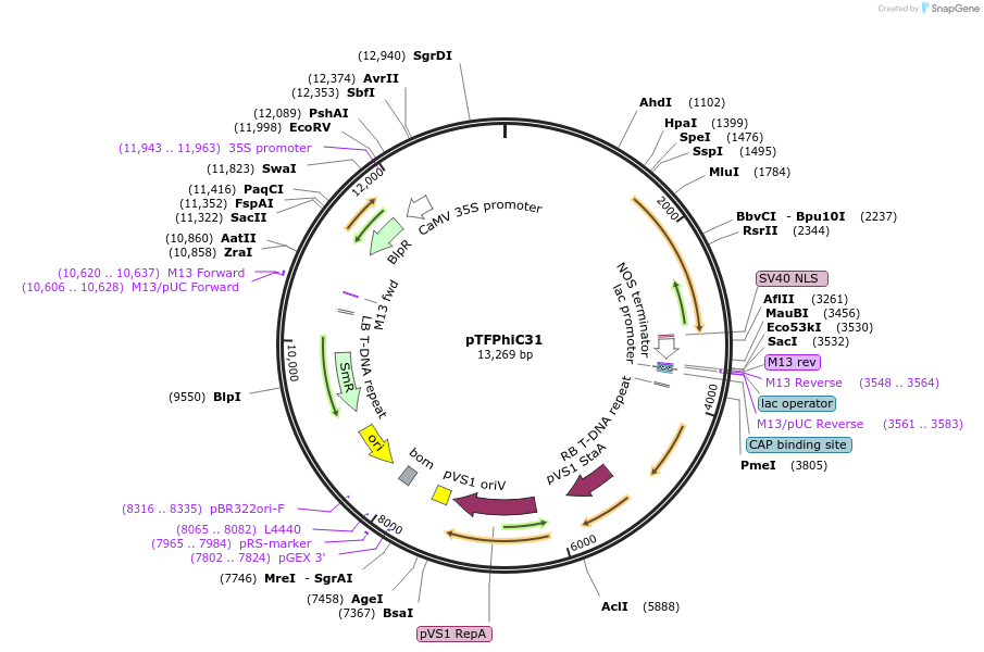 139671-plasmid-map-sequence-id-276322