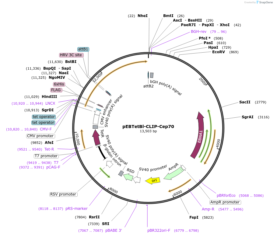 136870-plasmid-map-sequence-id-276343