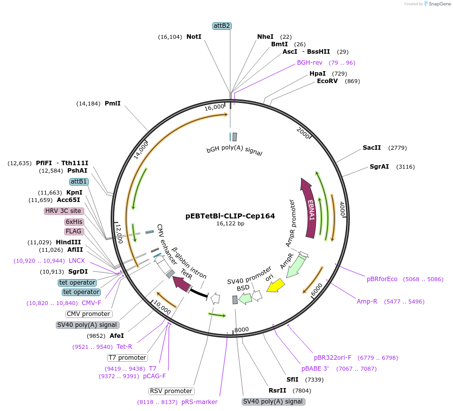 136873-plasmid-map-sequence-id-276349