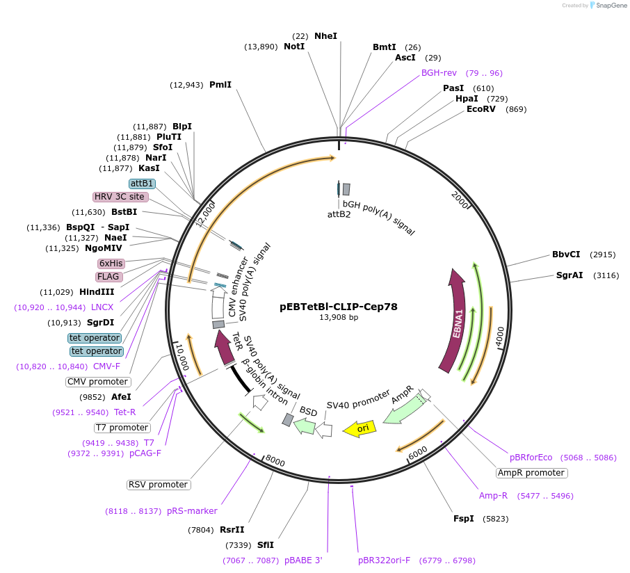 136876-plasmid-map-sequence-id-276354