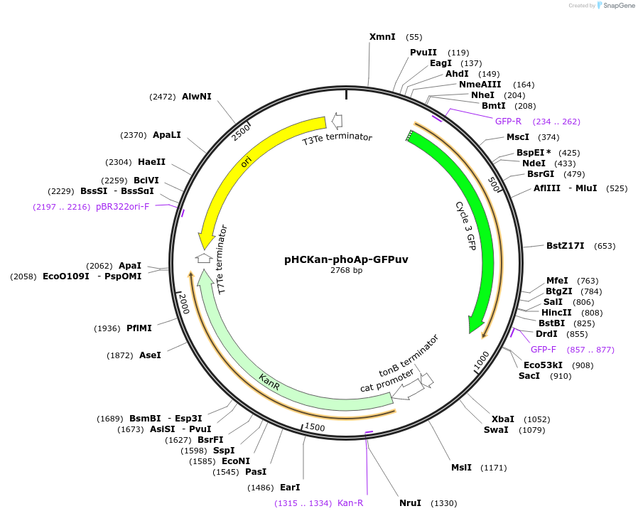 139072-plasmid-map-sequence-id-276363