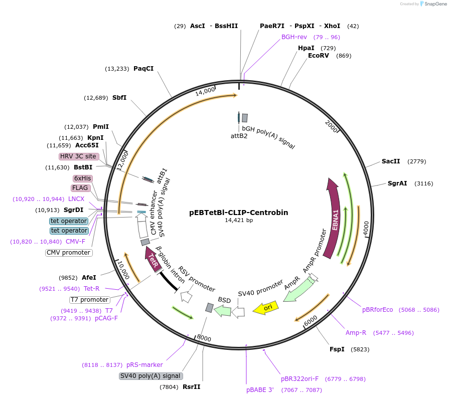 136878-plasmid-map-sequence-id-276365