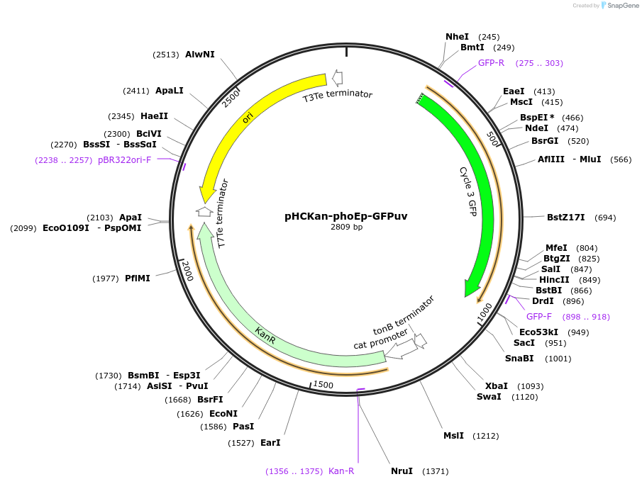 139074-plasmid-map-sequence-id-276366
