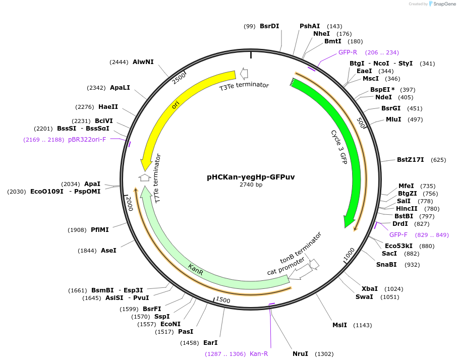 139084-plasmid-map-sequence-id-276372