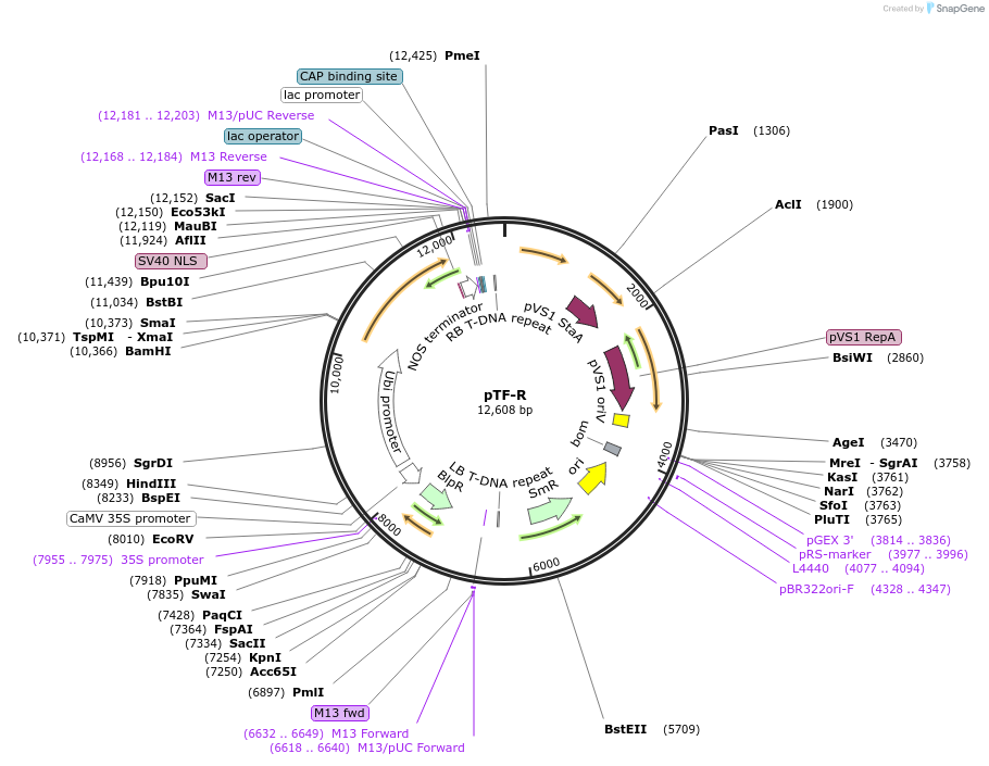 139669-plasmid-map-sequence-id-276375