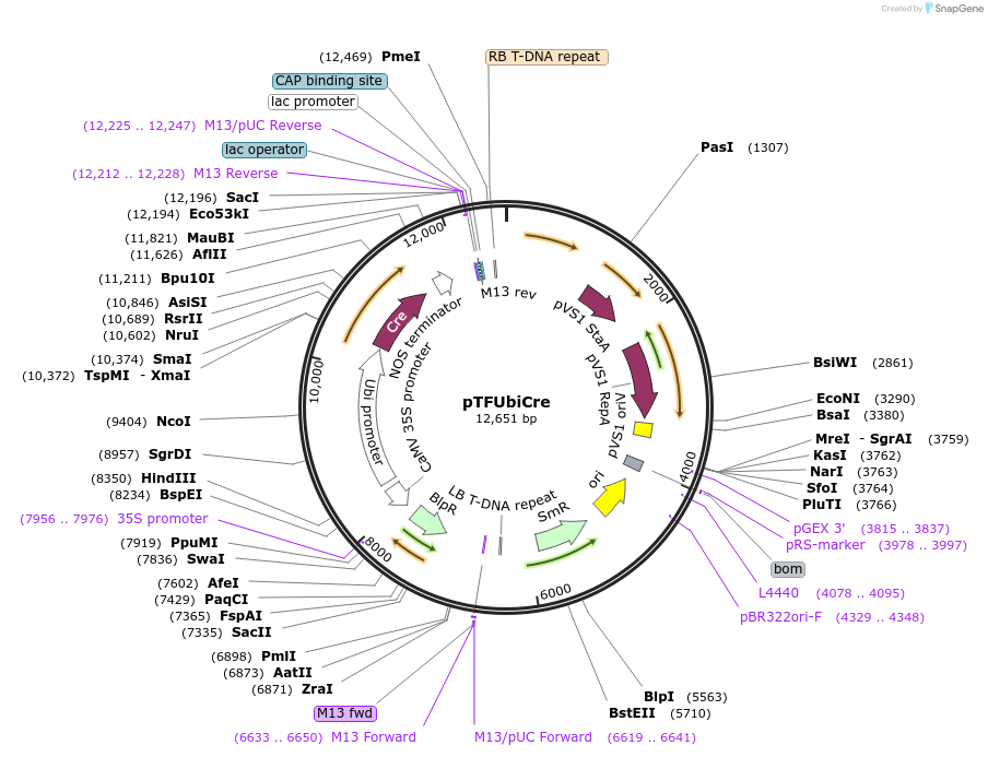 139670-plasmid-map-sequence-id-276376